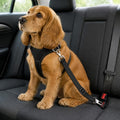 Cocker attaché avec la ceinture de sécurité réglable pour chien sur la banquette arrière