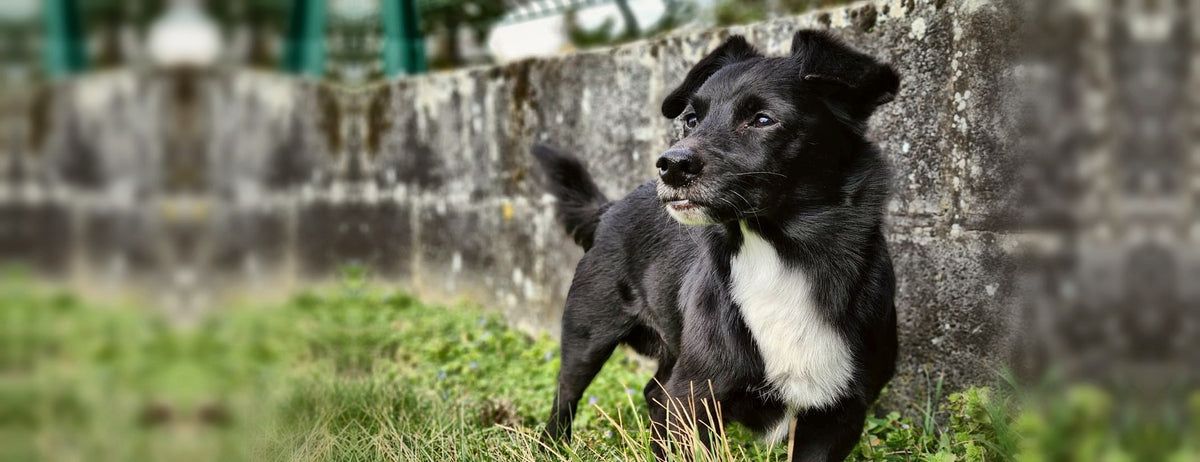 Petit chien noir et blanc en balade dans l'herbe le long d'un muret