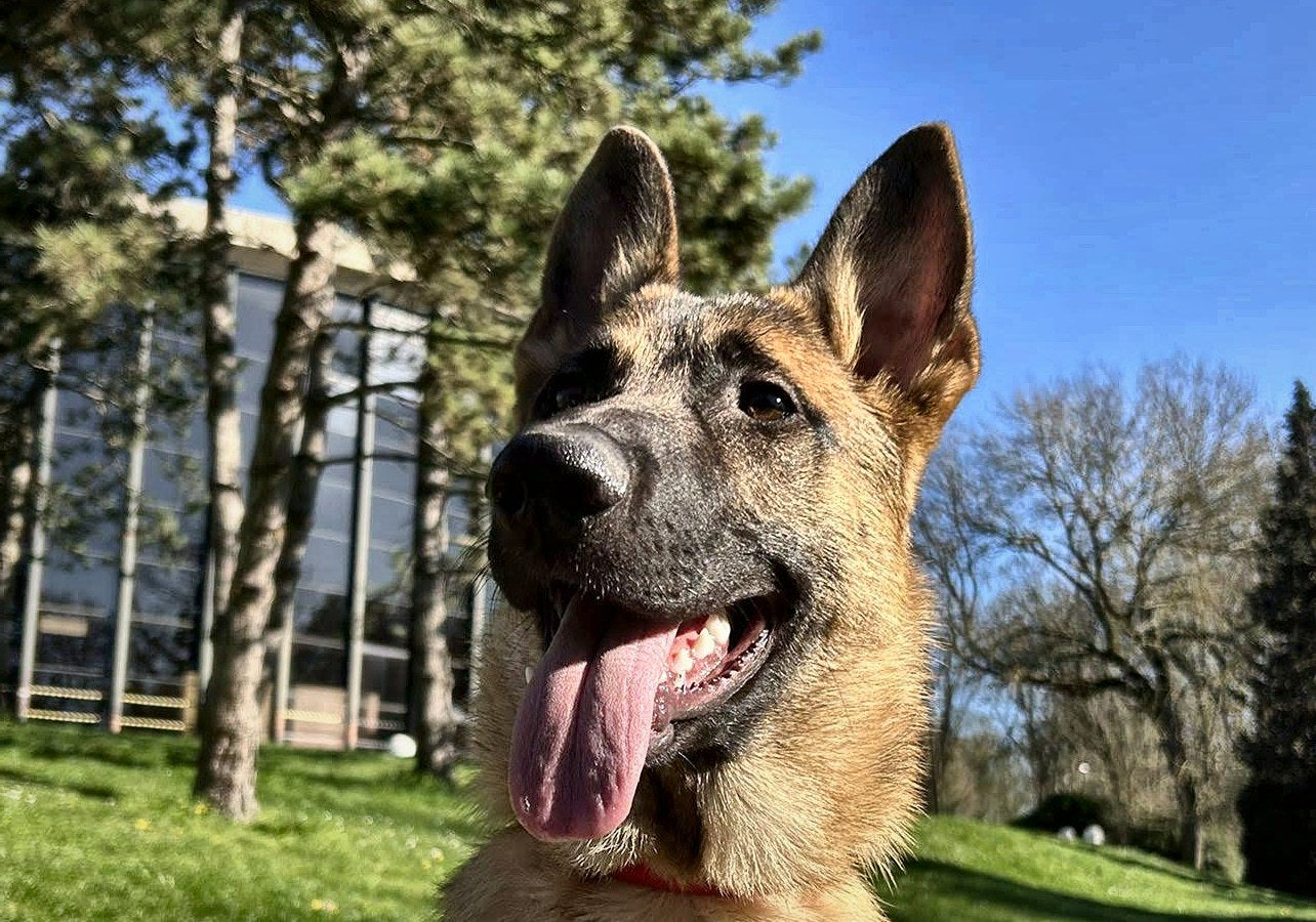 Berger souriant, langue pendante, dans un parc ensoleillé