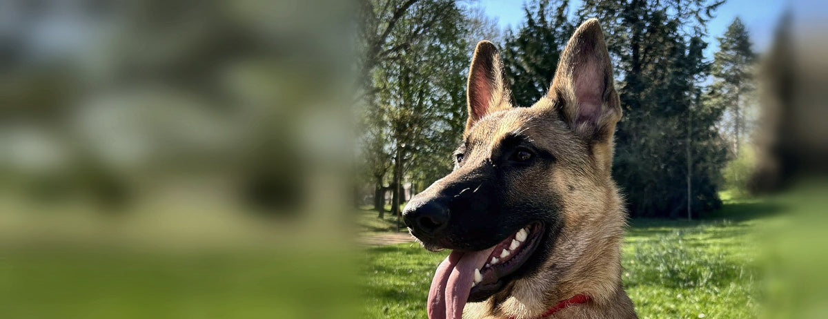 Berger heureux en promenade dans un parc, prêt à monter en voiture